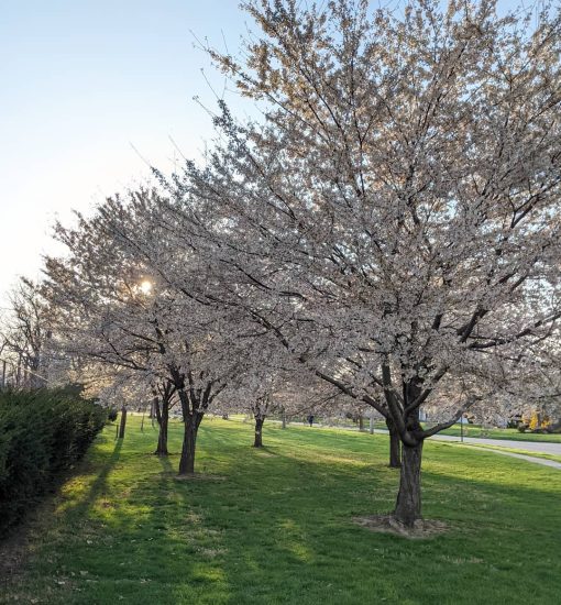 cherry trees - Copy